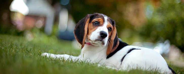 Perth's Best Dog Boarding and Kennels 