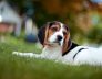 Perth's Best Dog Boarding and Kennels 