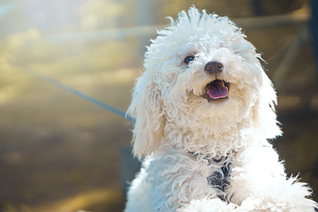 Perth Dog Boarding & Kennels