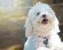 Perth Top Dog Boarding and Kennels