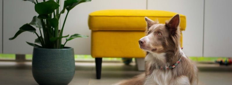 Your Dogs meal plan