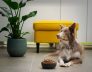 Your Dogs meal plan
