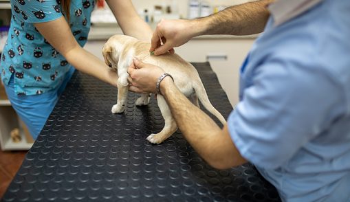 Medications for your dogs