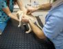 Medications for your dogs