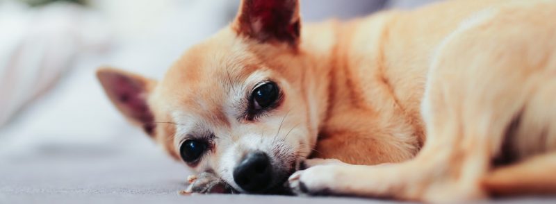 Dog Kennels Wembley Chihuahua