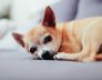 Dog Kennels Wembley Chihuahua