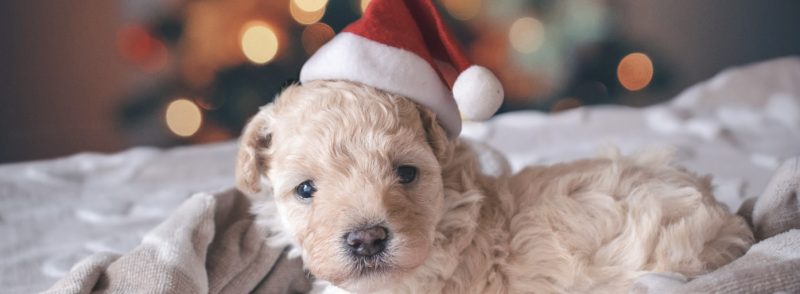 Dog Kennels Cottesloe Bichon Frise