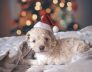 Dog Kennels Cottesloe Bichon Frise