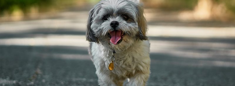 Medications for your dogs