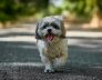 Medications for your dogs