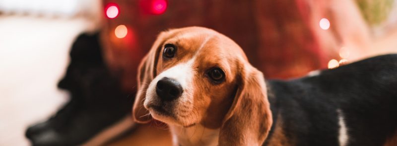 Dog Kennels Fremantle Beagles