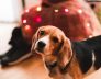 Dog Kennels Fremantle Beagles