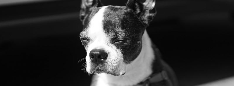 Dog Kennels Apple Cross Boston Terrier