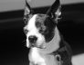 Dog Kennels Apple Cross Boston Terrier
