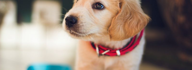 Perth Boarding Kennels – What to Look For?