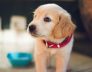 Perth Boarding Kennels – What to Look For?