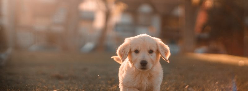 Dog Kennels in Perth WA