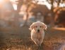 Dog Kennels in Perth WA