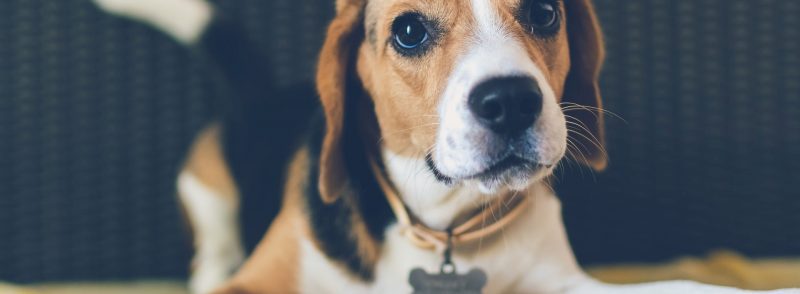 Perth Dog Kennels Pet Boarding