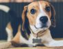 Perth Dog Kennels Pet Boarding