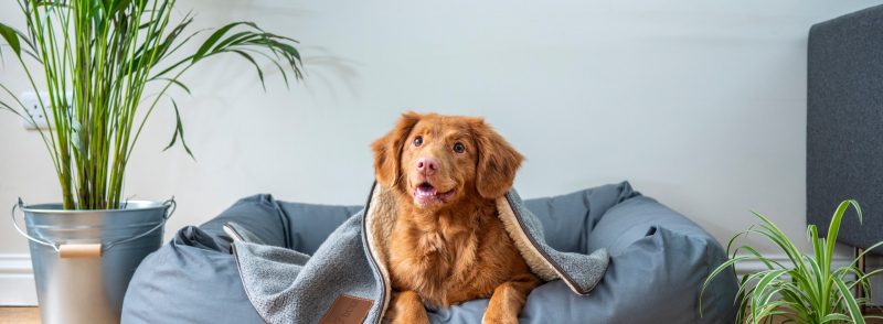 Perth Dog Kennels and Pet Boarding