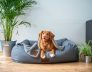 Perth Dog Kennels and Pet Boarding