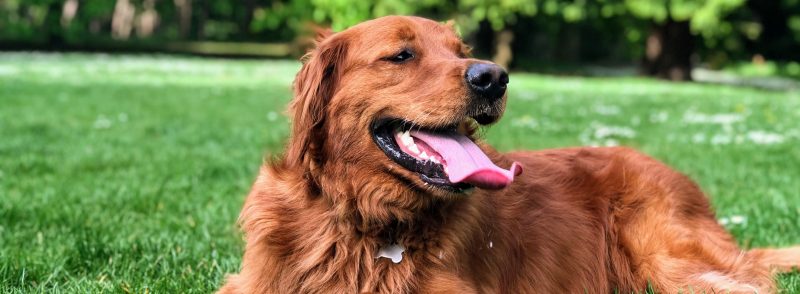 Essential Guide for Dog Owners