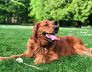 Essential Guide for Dog Owners