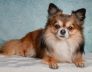 Perth Small Dog Kennels