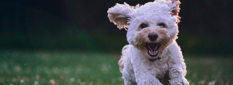 Dog Kennels in Perth for Small Dogs