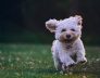 Dog Kennels in Perth for Small Dogs