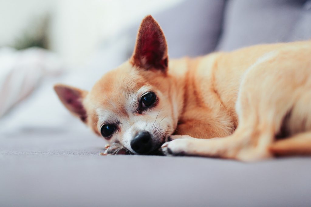 Perth Boarding Kennels for Chihuahua