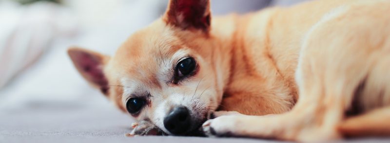 Perth Boarding Kennels for Chihuahua