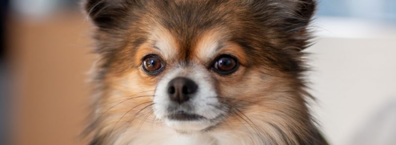Perth Boarding Kennels for Papillon