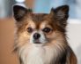 Perth Boarding Kennels for Papillon