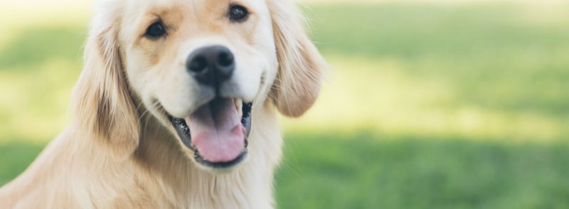 Perth What are Dog Boarding Services