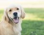 Perth What are Dog Boarding Services