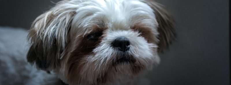 Perth Boarding Kennels for Maltese Shih Tzu