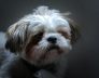 Perth Boarding Kennels for Maltese Shih Tzu