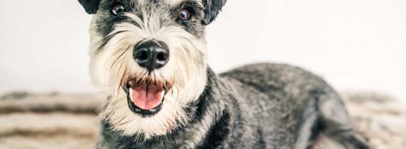 Perth Boarding Kennels for Schnauzer