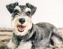 Perth Boarding Kennels for Schnauzer