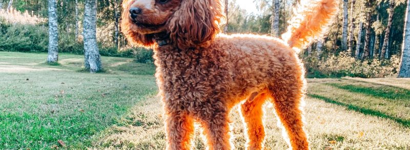 Guide on Medications for Your Dogs