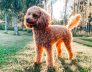 Guide on Medications for Your Dogs