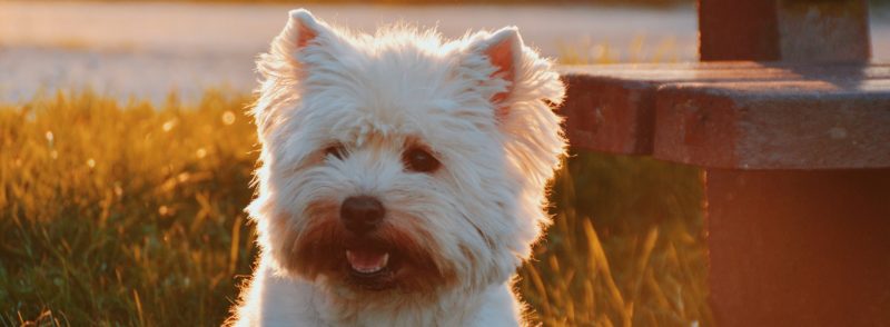 Perth Boarding Kennels for Scottish Terrier