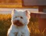 Perth Boarding Kennels for Scottish Terrier