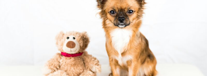Small Dog Kennels In Bull Creek Chihuahuas