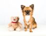 Small Dog Kennels In Bull Creek Chihuahuas