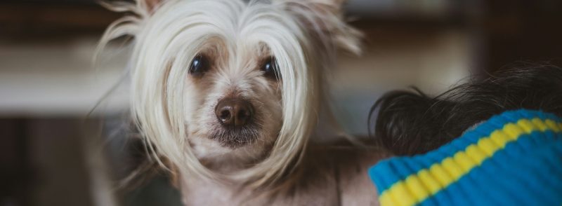 hairless chinese crested