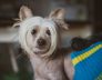 hairless chinese crested