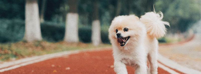 Riverdale Belmont small dog Kennels